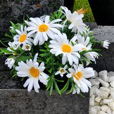 Design 12 - Daisy Posy