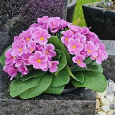 Artificial Grave Flowers - Primula - Pink 