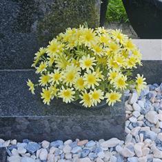 Yellow Spray Chrystanthemum Artificial Grave Flowers 