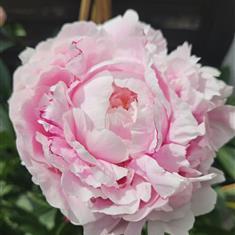 Pale Pink Peony Confetti 