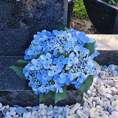 Blue Hydrangea - artificial grave flower arrangements 